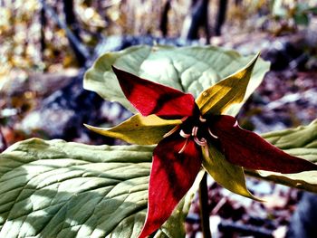 Close-up of red leaves