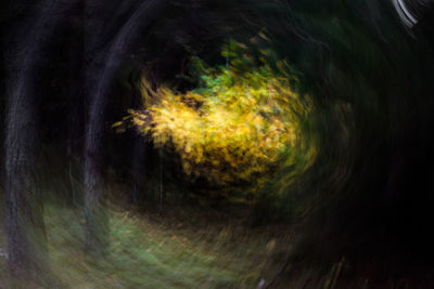 Full frame shot of yellow tree