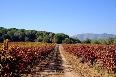 Scenic view of vineyard against clear sky during autumn