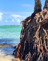 Close-up of tree trunk by sea against sky