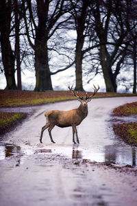 Deer standing on snow covered land