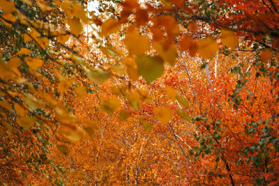Full frame shot of autumn tree