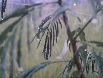 Close-up of wet plant during rainy season