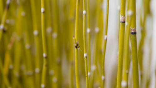 Close-up of insect on leaf