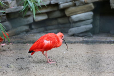 Close-up of bird perching