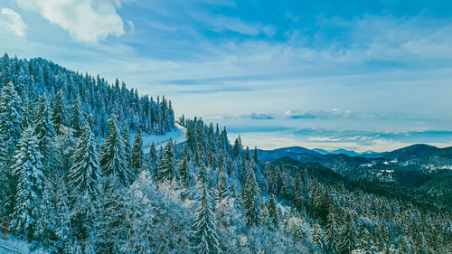 Aerial view of pine trees on snowcapped mountains against sky