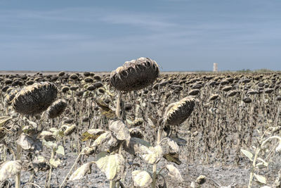 Hay bales on field against sky