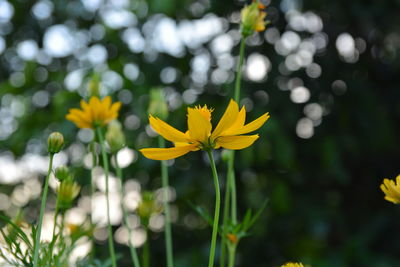 Close-up of yellow flowering plant