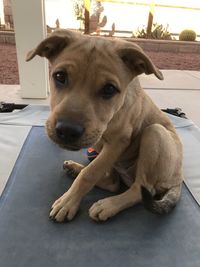 Close-up portrait of dog relaxing at home