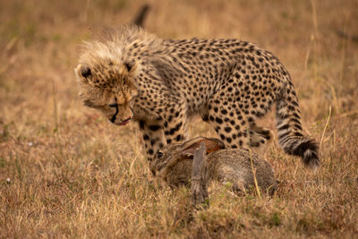 Cheetah hunting animal on field