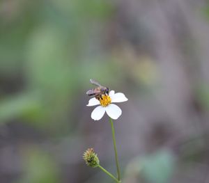 Close-up of insect on white flowering plant