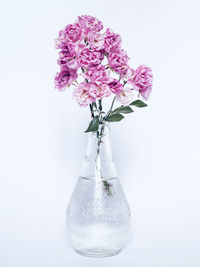 Close-up of pink flower in vase against white background