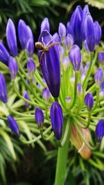 Close-up of purple crocus flowers