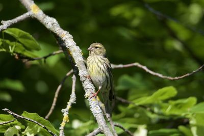 Close-up of bird perching on branch