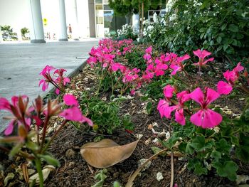 Close-up of pink flowers blooming in garden