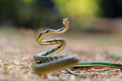 Close-up of snake on field