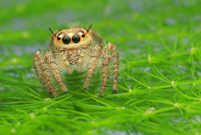 Close-up of spider on grass