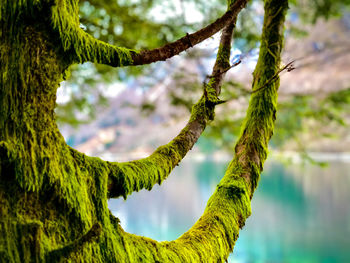 Close-up of moss growing on tree trunk