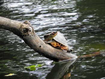 Look out portside -- the turtle sentry