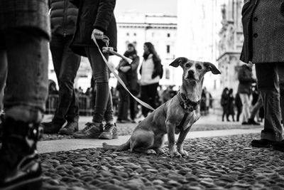 Dog on footpath by people in city