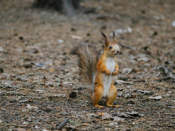 Close-up of squirrel