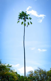 Low angle view of tree against sky