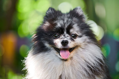 Close-up portrait of a dog