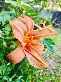 Close-up of orange day lily plant