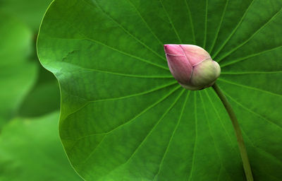 Close-up of lotus leaves on plant