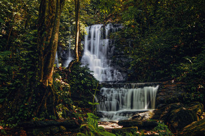 Waterfall in forest