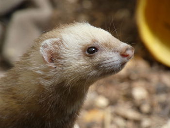 Close-up of ferret on land