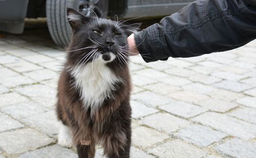 Close-up portrait of hand feeding