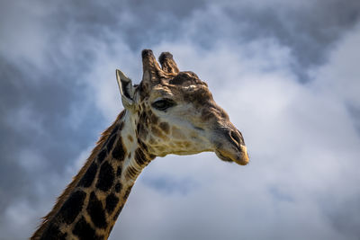 View of giraffe head against cloudy sky