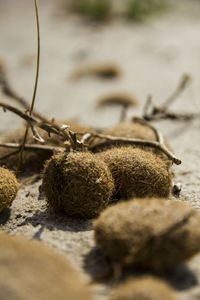 Close-up of dried plant on sand