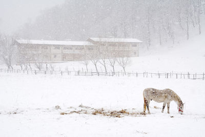 Horse on snow covered landscape