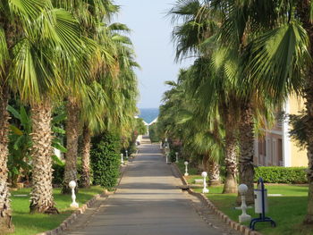 View of palm trees in park