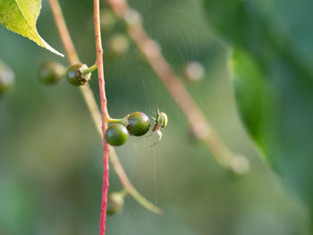 Close-up of berries on plant