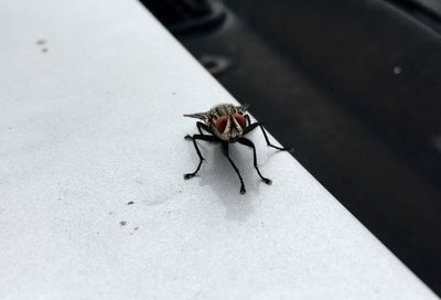 High angle view of bee