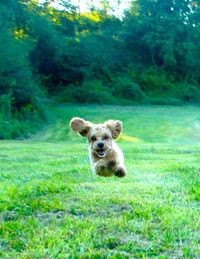 Dog on grassy field