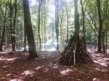 Trees in forest