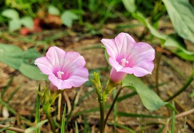 Close-up of pink flowering plant on field