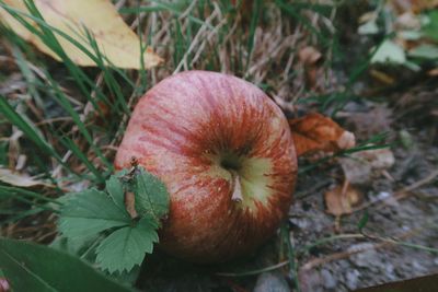 Close-up of apple growing in field