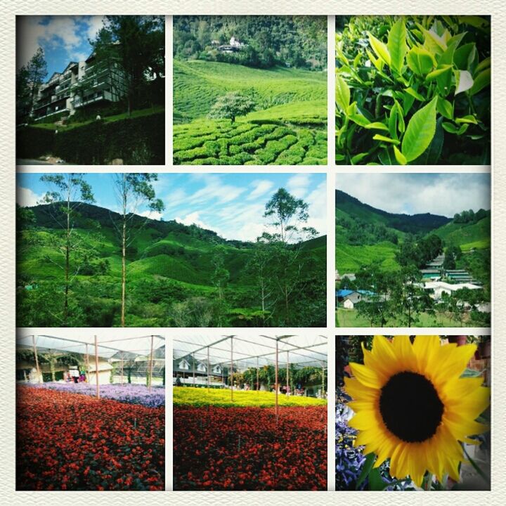 Malaysia cameron highland