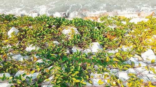 High angle view of plants by sea