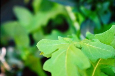 Close-up of fresh green plant