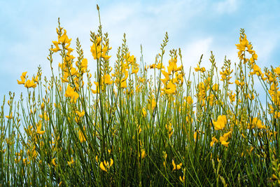 Yellow spartium junceum flowers in bloom