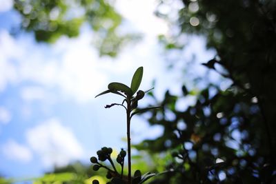 Low angle view of flowering plant against sky