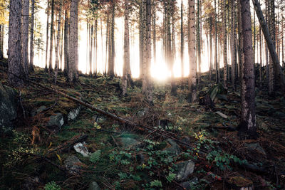 Sunlight falling on trees in forest