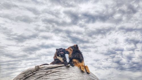 Low angle view of dogs against sky