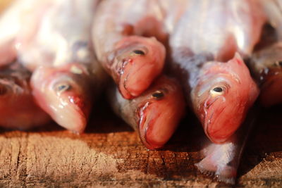 Close-up of fish for sale
